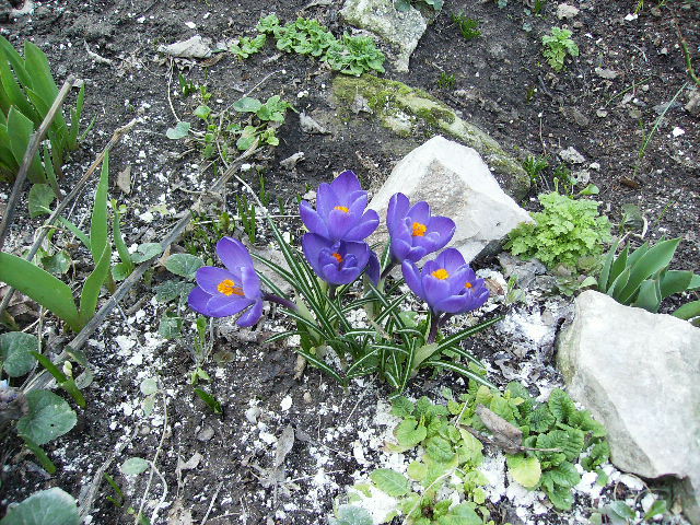 crocus - flori de Aprilie 2012