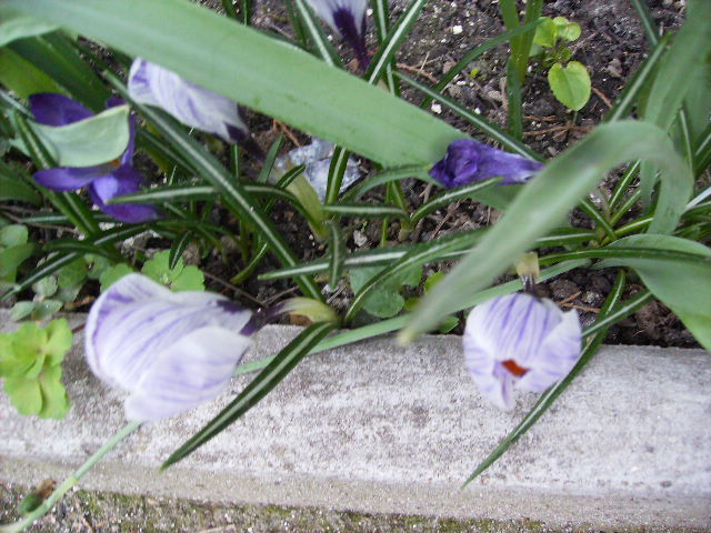 crocus dungat - flori de Aprilie 2012