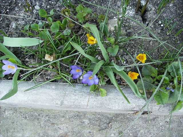 crocusi