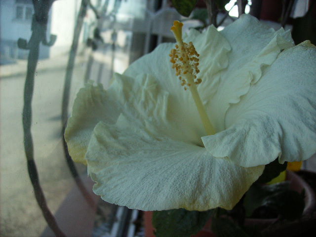 Hibiscus