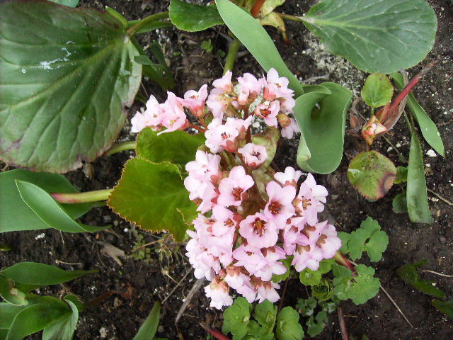HPIM5059 - flori de Aprilie 2012