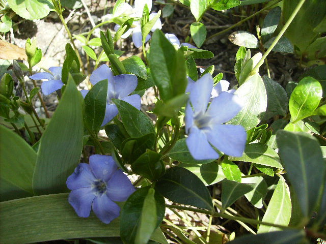 vinca minor albastra - flori de Aprilie 2012