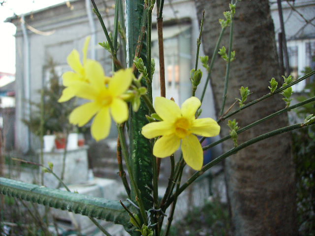 iasminum nudiflorum - flori de Aprilie 2012