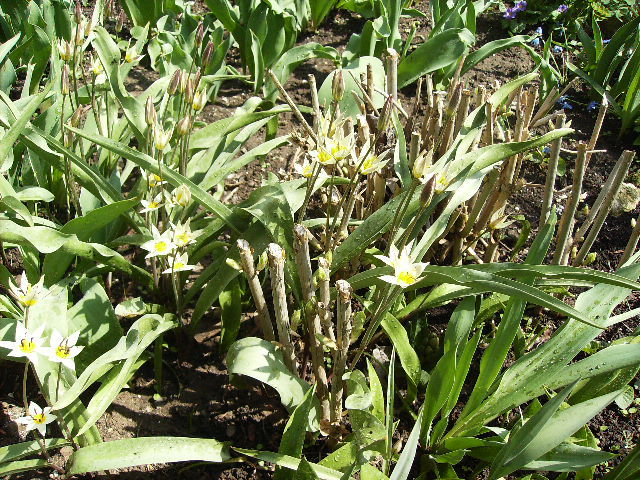 laele pitice cu flori multiple - flori de Aprilie 2012