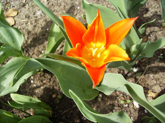 lalea 2 - flori de Aprilie 2012