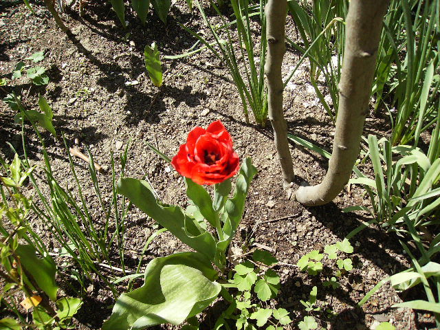 lalea 5 - flori de Aprilie 2012
