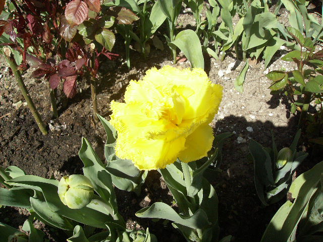 lalea 6 - flori de Aprilie 2012