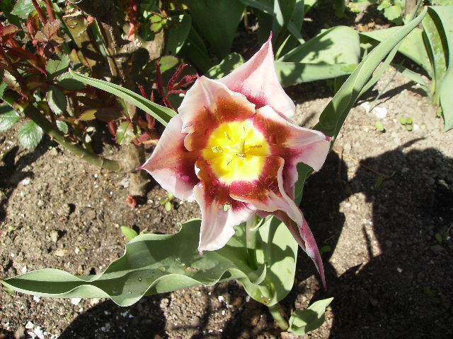 lalea 7 - flori de Aprilie 2012