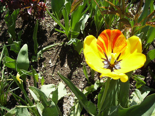 lalea 8 - flori de Aprilie 2012