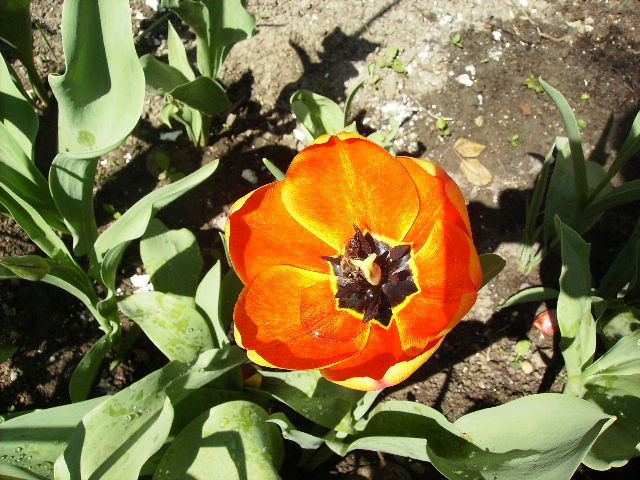 lalea 10 - flori de Aprilie 2012