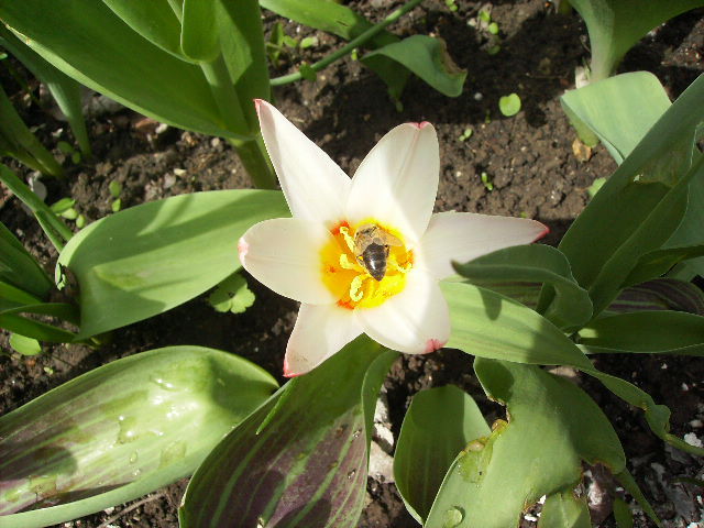 lalea si albina la cules - flori de Aprilie 2012