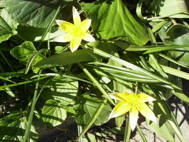 lalel pitice 3 - flori de Aprilie 2012