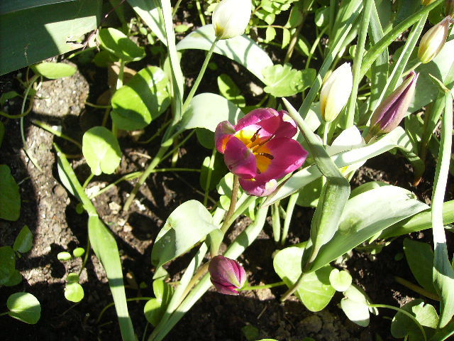 lalel pitice mov - flori de Aprilie 2012