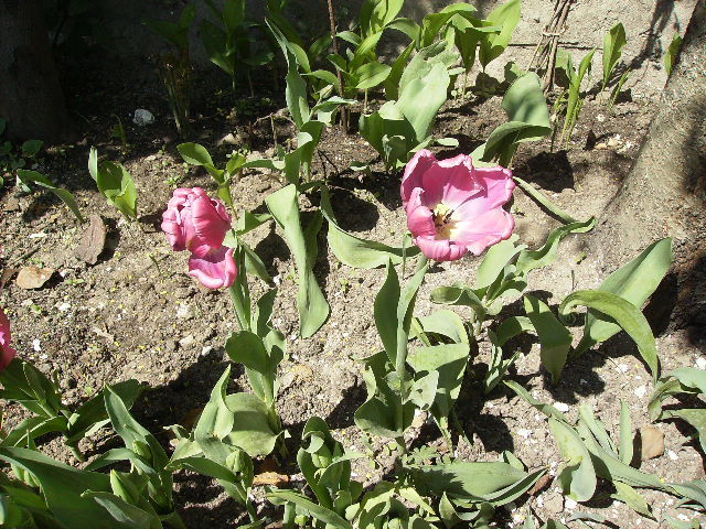 lalele 3 - flori de Aprilie 2012