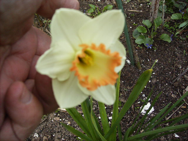 narcisa