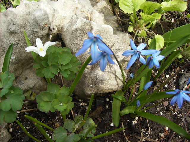 scila alba si albastra