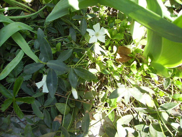 vinca minor alba 2