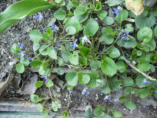 vinca minor albastra