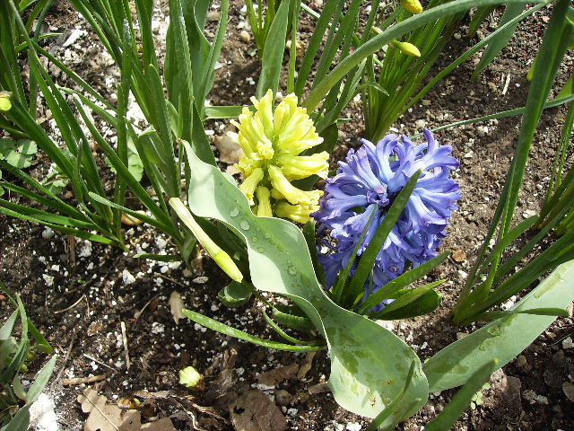 zambile 2 - flori de Aprilie 2012