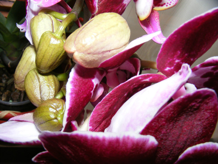 DSCF2049; 3 tije crescute f aproape una de alta
