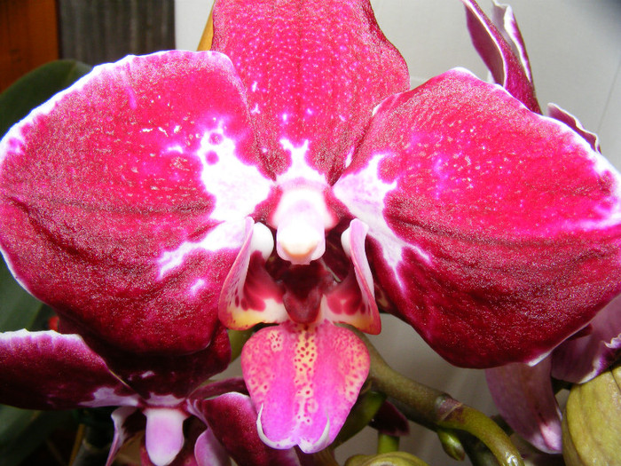 DSCF2050; Yu Pin Lady X Yu Pin Beauty
