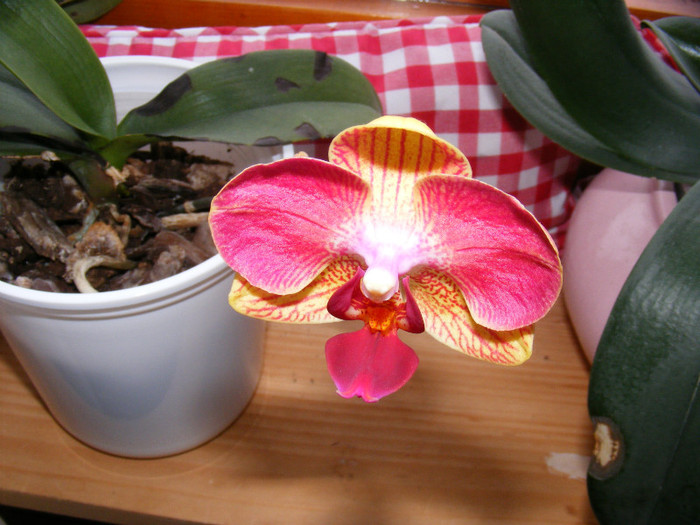 DSCF2051; Cea mai amarata dintre toate a facut 1 floricica
