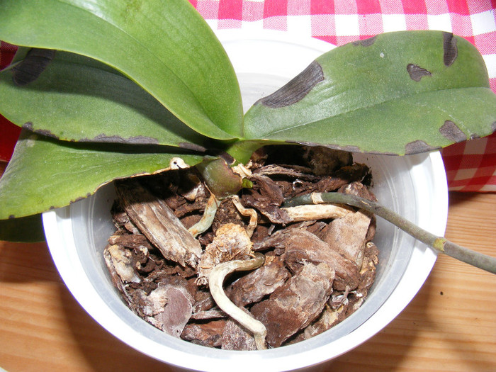 DSCF2052; Urmatoarea tija
