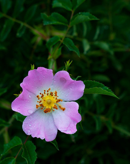 floare-de-maces - din natura