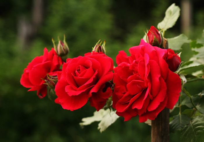 trandafir-urcator - din gradina adunate