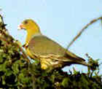 AfricanGreenPigeon(LO) - PORUMBE SALBATICI SPECII