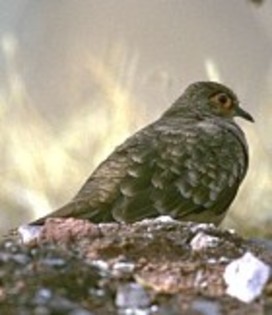 Bare-facedGround-Dove(GGSS) - PORUMBE SALBATICI SPECII