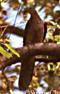 BarredCuckoo-Dove(SC) - PORUMBE SALBATICI SPECII