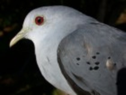 BlueGround-dove(CS) - PORUMBE SALBATICI SPECII