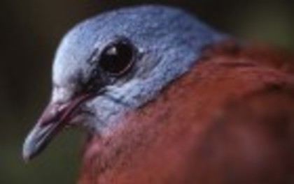 Blue-headedWood-Dove(BS) - PORUMBE SALBATICI SPECII