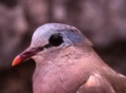 Blue-spottedWood-Dove(BS) - PORUMBE SALBATICI SPECII