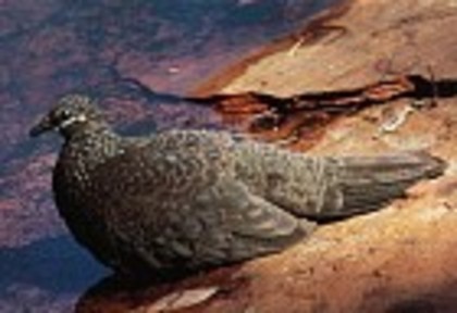 Chestnut-quilledRock-pigeon(HJB) - PORUMBE SALBATICI SPECII