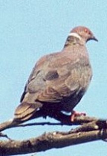 ChileanPigeon(JT)