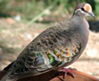 CommonBronzewing(TT) - PORUMBE SALBATICI SPECII