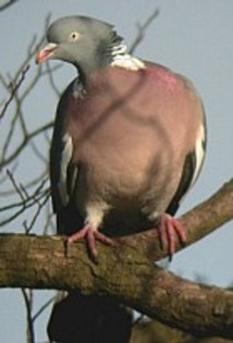 CommonWood-Pigeon(BvdB) - PORUMBE SALBATICI SPECII