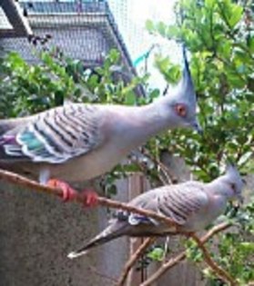 CrestedPigeon(HZ) - PORUMBE SALBATICI SPECII