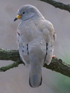 CroakingGround-Dove(NL)
