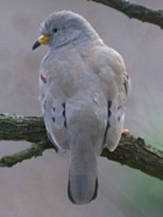 CroakingGround-Dove(NL) - PORUMBE SALBATICI SPECII