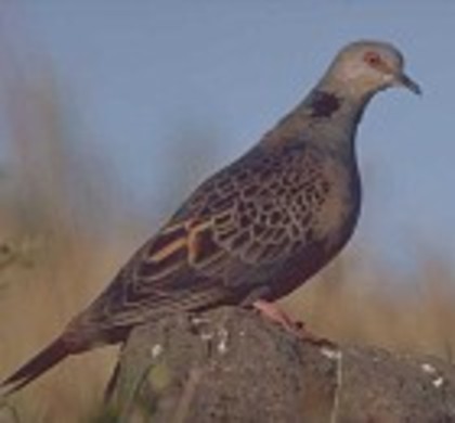 DuskyTurtle-Dove(RM) - PORUMBE SALBATICI SPECII