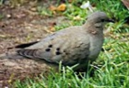 EaredDove(AE) - PORUMBE SALBATICI SPECII