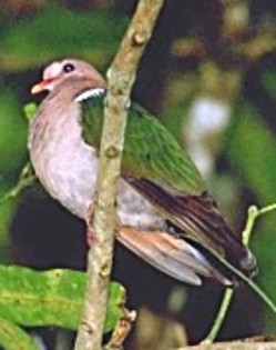 EmeraldDove(GGSS) - PORUMBE SALBATICI SPECII