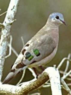Emerald-spottedWood-dove(GGSS) - PORUMBE SALBATICI SPECII
