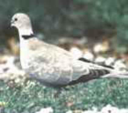 EurasianCollared-dove(MT) - PORUMBE SALBATICI SPECII