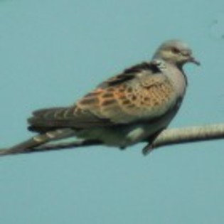EuropeanTurtle-Dove(JR)