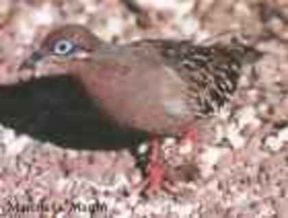 galapagos_dove(MM)