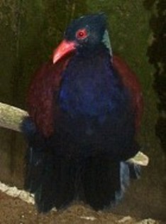 Green-napedPheasant-Pigeon(DC)